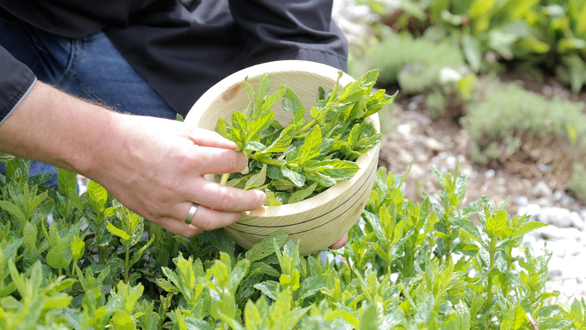 Gourmet haven Erlebnisort Gassenhof Person harvesting fresh mint leaves into a wooden bowl